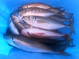 難しかった!! でも候補生多数＋よしださん公認の豚アジ1匹