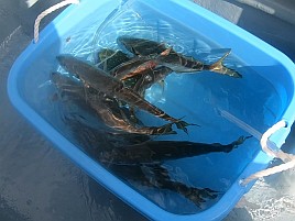 難しかった!! でも候補生多数＋よしださん公認の豚アジ1匹