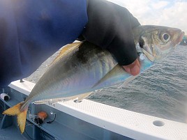 難しかった!! でも候補生多数＋よしださん公認の豚アジ1匹