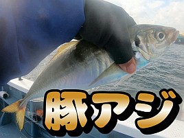 【動画】よしださん公認豚アジの刺身でこれから祝杯あげる