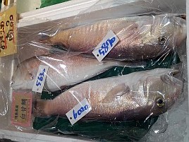 宇佐美沖でアラフィフ熟シロアマダイ釣れててうずうずする