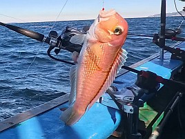 熟アマには相手にされず…でもデカイワリでひゃっほ～い♪
