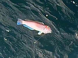 熟アマには相手にされず…でもデカイワリでひゃっほ～い♪