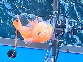 アマダイでソコイトヨリが釣れたらタナは合ってるのかな？