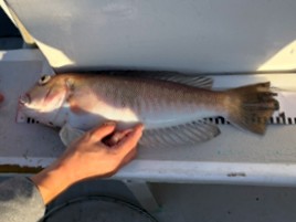 土曜の午後船空いてる…宇佐美でシロアマダイチャレンジ？