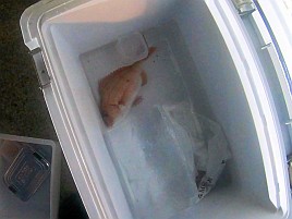 シロアマは遠きにありて思ふもの。狙って釣れるものでなし