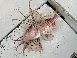 シロアマは遠きにありて思ふもの。狙って釣れるものでなし