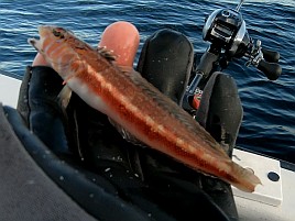 シロアマは遠きにありて思ふもの。狙って釣れるものでなし