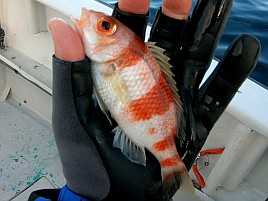 シロアマは遠きにありて思ふもの。狙って釣れるものでなし