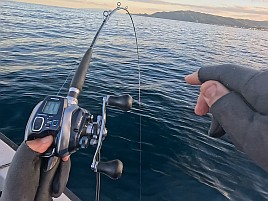 シロアマは遠きにありて思ふもの。狙って釣れるものでなし