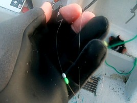 シロアマは遠きにありて思ふもの。狙って釣れるものでなし