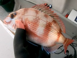 シロアマは遠きにありて思ふもの。狙って釣れるものでなし