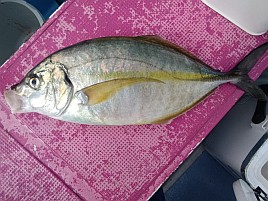 今年はひょっとして白間津シマアジ期待してええんちゃう？