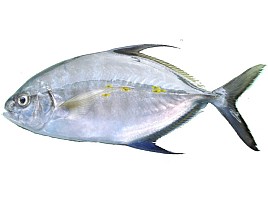 ナンヨウカイワリは三重では「シマアジのオバ」と呼ばれる