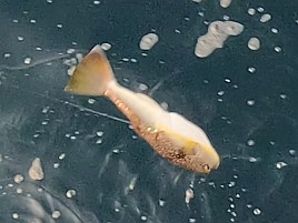 シマアジ狙って白間津へ行ってきた…本日の報告は以上です