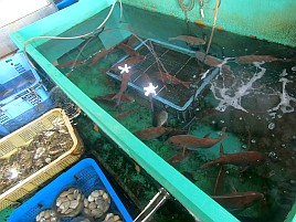 【番外編】呉で瀬戸内生しらす＆天然マダイ入り刺し盛りを