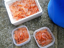 釣り納めのアマダイに向け〇金2個から大きいのを選んだよ