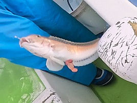 シロアマ2＋アマダイ3のすぐ隣でポニョのみだった釣り納め