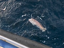 シロアマ2＋アマダイ3のすぐ隣でポニョのみだった釣り納め