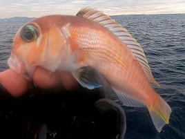 シロアマ2＋アマダイ3のすぐ隣でポニョのみだった釣り納め