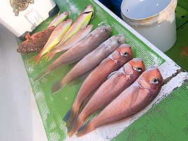 シロアマ2＋アマダイ3のすぐ隣でポニョのみだった釣り納め