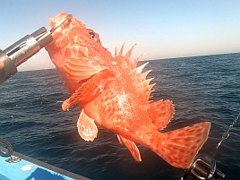 2026年初釣りは末吉だけど最悪気分。極鋭ロスでやさぐれ中