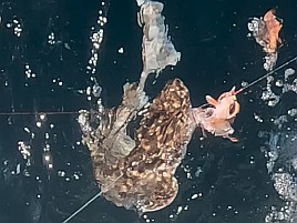 2026年初釣りは末吉だけど最悪気分。極鋭ロスでやさぐれ中