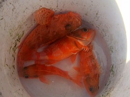 2026年初釣りは末吉だけど最悪気分。極鋭ロスでやさぐれ中