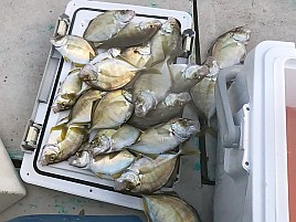 数釣り始まってたよ!!　伊豆での初釣りはカイワリ25匹で吉