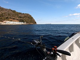 数釣り始まってたよ!!　伊豆での初釣りはカイワリ25匹で吉