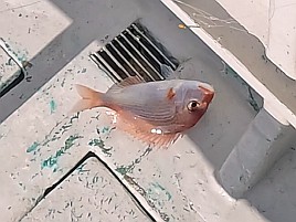 数釣り始まってたよ!!　伊豆での初釣りはカイワリ25匹で吉