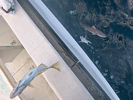 数釣り始まってたよ!!　伊豆での初釣りはカイワリ25匹で吉