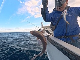 数釣り始まってたよ!!　伊豆での初釣りはカイワリ25匹で吉