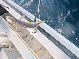 数釣り始まってたよ!!　伊豆での初釣りはカイワリ25匹で吉