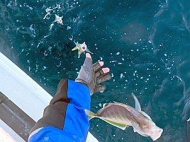 数釣り始まってたよ!!　伊豆での初釣りはカイワリ25匹で吉