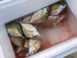 数釣り始まってたよ!!　伊豆での初釣りはカイワリ25匹で吉