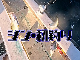 【動画】カイワリ初挑戦なら数狙えるこの時期が断然お勧め