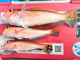 35cm＋小2アマダイゲット!!　五十肩も治り海風は万能薬？