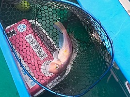 35cm＋小2アマダイゲット!!　五十肩も治り海風は万能薬？