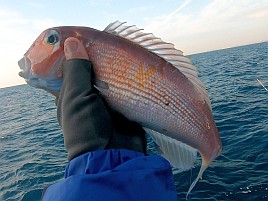 35cm＋小2アマダイゲット!!　五十肩も治り海風は万能薬？