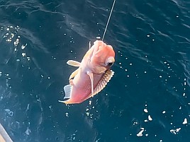 35cm＋小2アマダイゲット!!　五十肩も治り海風は万能薬？