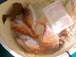 35cm＋小2アマダイゲット!!　五十肩も治り海風は万能薬？