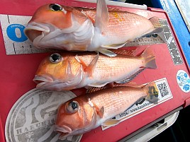 35cm＋小2アマダイゲット!!　五十肩も治り海風は万能薬？