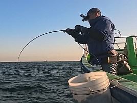 25センチが小さく見える!! ビシアジはこうでなくっちゃね！