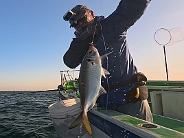 25センチが小さく見える!! ビシアジはこうでなくっちゃね！