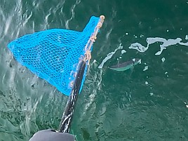 25センチが小さく見える!! ビシアジはこうでなくっちゃね！