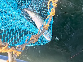 25センチが小さく見える!! ビシアジはこうでなくっちゃね！