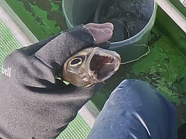 25センチが小さく見える!! ビシアジはこうでなくっちゃね！