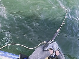 25センチが小さく見える!! ビシアジはこうでなくっちゃね！