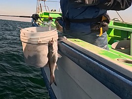 25センチが小さく見える!! ビシアジはこうでなくっちゃね！